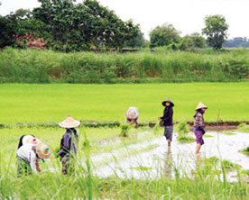 Agricultural-Service-Centres-for-Increased-Production