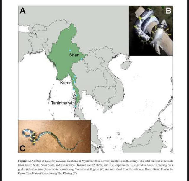 Myanmar Confirms Discovery of New Laotian Wolf Snake Species